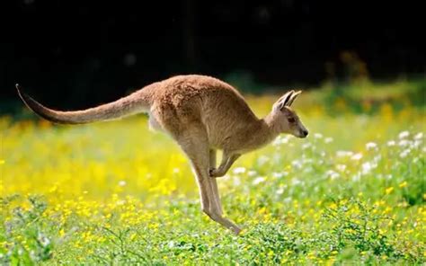 10 Interesting Kangaroo Facts | My Interesting Facts