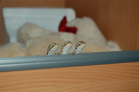 Baby Bearded Dragons Wake Up Mummy We Re Hungry Beanie1988 Flickr