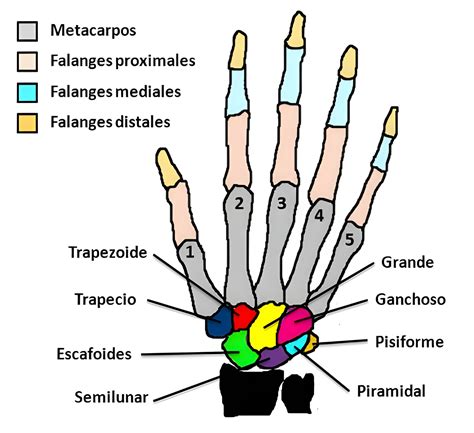 Cuántos huesos hay en la mano y cuáles son con imagen Saber es