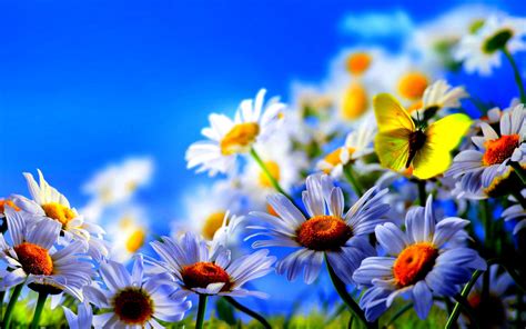 Spring Flowers Wide Wallpapers - Wallpaper Cave