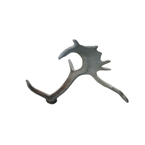 Fallow deer antlers 8 – BlenderBoom