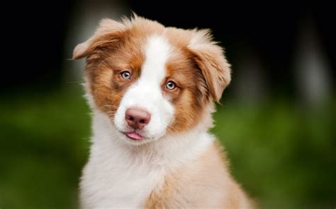 Download Wallpapers Aussie 4k Australian Shepherd Close Up Puppy