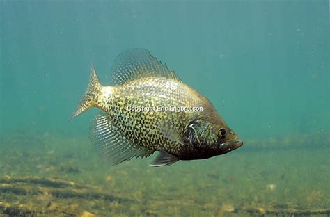 Black Crappie Engbretson Underwater Photography