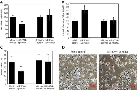 MiR 6744 5p Promotes Anoikis In MDA MB 231 Effects Of Overexpression