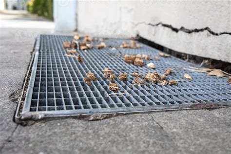 Steel Grating For A Storm Sewer With Pieces Of Sawn Branches Stuck In