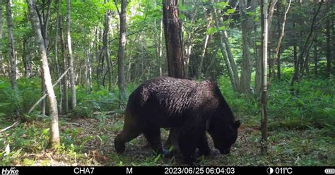 ついに「第2のoso18」が出現か、「足幅17センチ」の巨大ヒグマが北海道で《牛舎内の子牛8頭》を襲撃「内臓などやわらかい部位だけ食べた