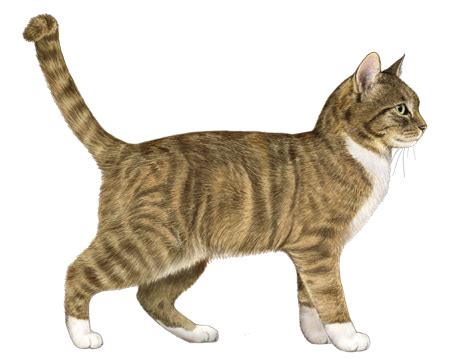 European Shorthair Facts - Wisdom Panel™ Cat Breeds