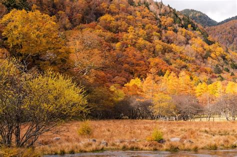 Premium Photo | Forest in autumn season