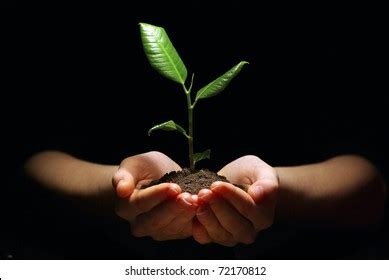 Hands Holding Sapling Soil On Black Stock Photo Shutterstock