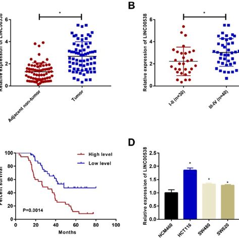 LINC00538 Is Highly Expressed In Colon Cancer Tissues A LINC00538