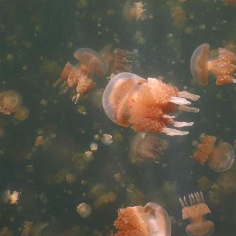 Jellyfish Lake In Koror Palau Google Maps