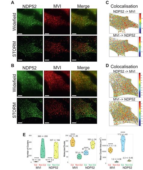 Cluster Analysis And Colocalization Of Myosin Vi And Ndp A And B