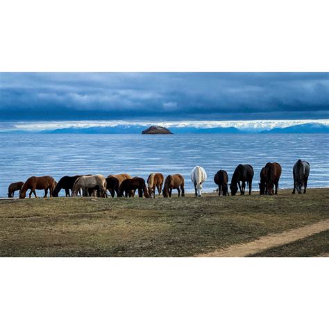 siberian horses  baikal lake