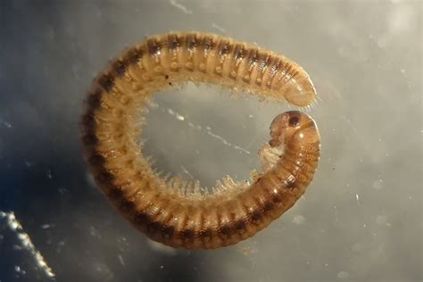 Brachyiulus Lusitanus British Myriapod And Isopod Group