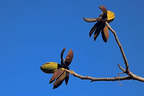 Pecan Nut Tree With Pecan Nuts Free Stock Photo - Public Domain Pictures