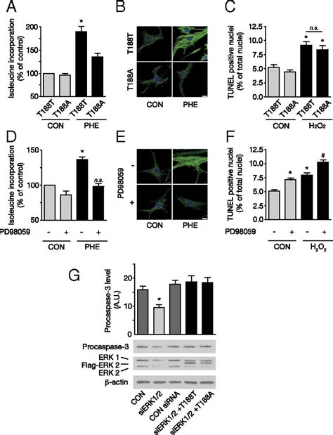 Interference With ERKThr188 Phosphorylation Impairs Pathological But