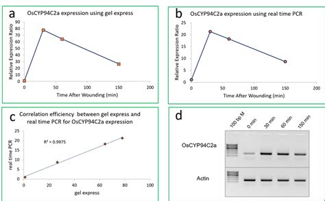 Dynamic Gene Expression Profile For The Target Gene Oscyp94c2a Using