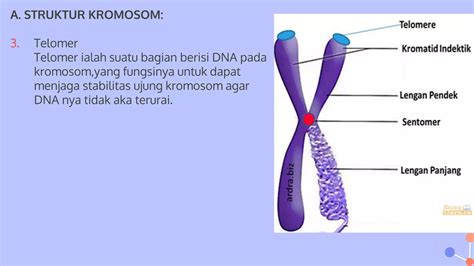 Ppt Materi Genetik Pptx