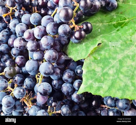 vitis labrusca grapes  red wine manufacturing stock photo alamy