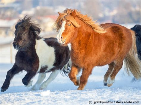 Shetlandpony Steckbrief Aussehen Wesen Und Mehr Haustiermagazin