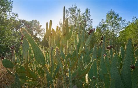 Premium Photo Wild Prickly Pear In Nopal Plant In Mediterranean