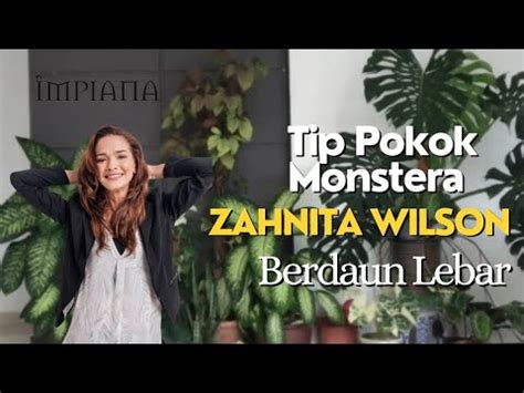 Tip Pokok Monstera Zahnita Wilson Subur Berdaun Lebar YouTube