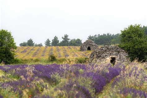 Where to See the Best Lavender Fields in Provence • Seeing Sam