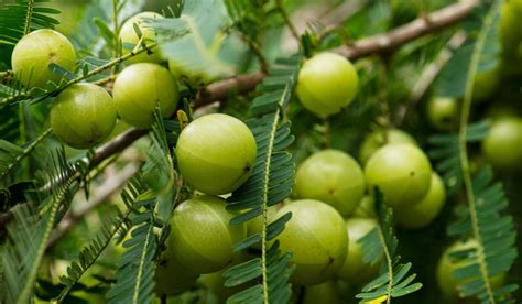 Gooseberry Tree Guide For Growing And Caring For Them