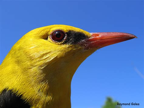 Birdwatching in Malta - Golden Oriole