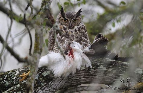 Great Horned Owl Talons