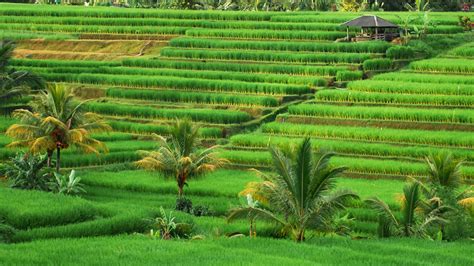 Unduh 48 Wallpaper Pemandangan Bali Gambar Hd Paling - Rice Field ...