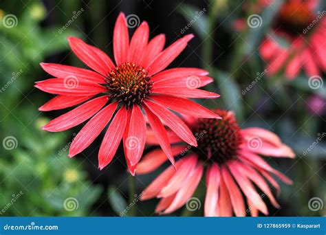 Pink Coneflower Echinacea Purpurea In The Summer Garden Flower Bed