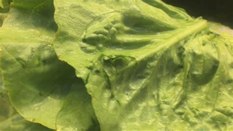 E Coli Outbreak Linked To Romaine Lettuce Grows To 84 Cases Story Waga