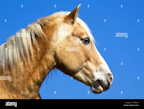 Horse Equus Ferus Caballus Portrait Stock Photo Alamy