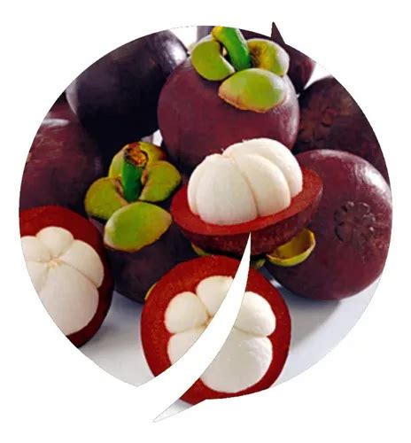 Mudas De Mangostão Enxertada