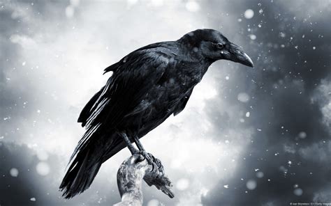 Raven Wallpaper ·① Download Free Amazing Full Hd Wallpapers For Desktop