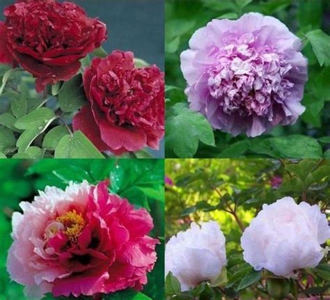 Tree Peony Seed Mixed Perennial Shrub — Caribbean Garden Seed