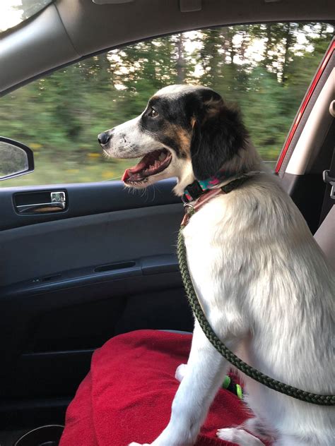 Happy Duke Perfect Picture Above And Beyond English Setter Rescue