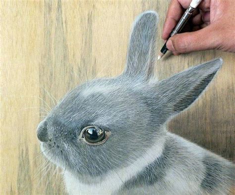 Lapin Dessin Realiste - Dessin Tete Lapin Luxe Photos Coloriage Lapin Realiste ... - Bonjour à ...