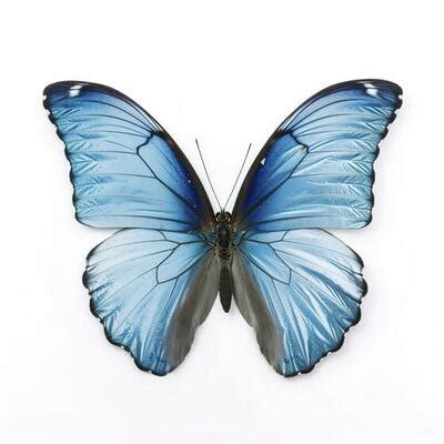 Blue Butterfly Wings Stock Photos, Images and Backgrounds for Free Download