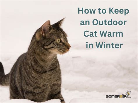 How To Keep An Outdoor Cat Warm In Winter