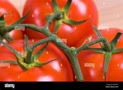 Images Of Tomatoes Hi Res Stock Photography And Images Alamy