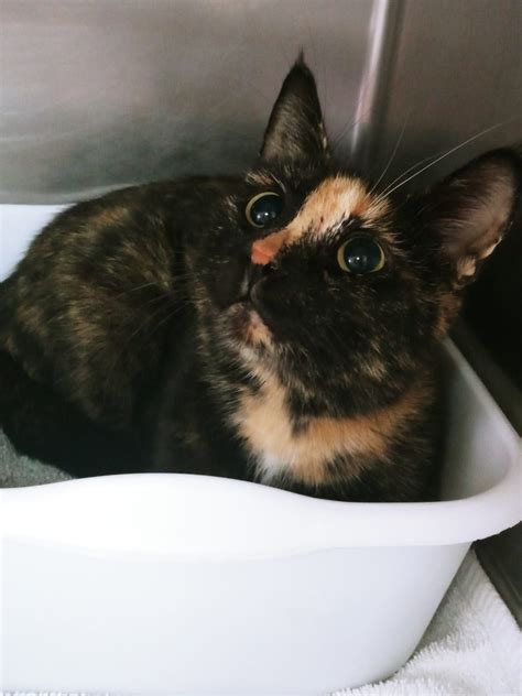 tortoiseshell cats for adoption 6