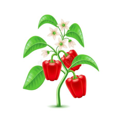 Bell Pepper Plant Clipart