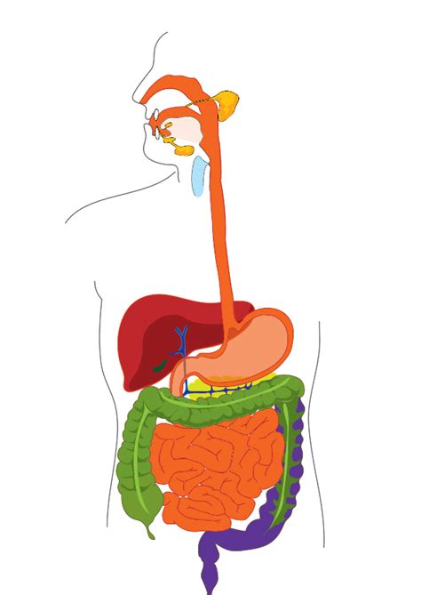 Digestive System Unlabeled Diagram