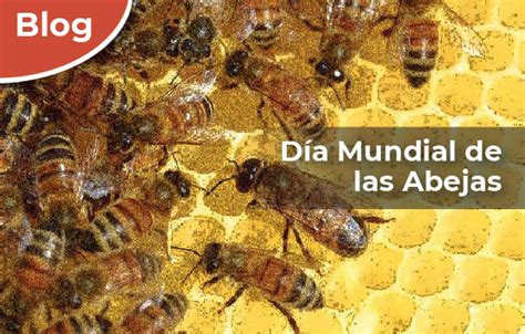 Día Mundial De Las Abejas Comisión Nacional De Áreas Naturales