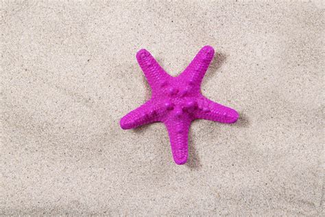 pink starfish on the sand close-up top view. Starfish on the beach ...