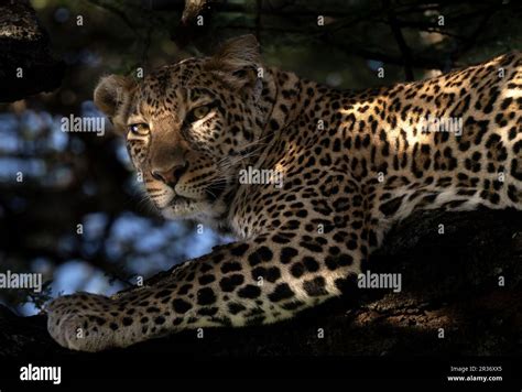 Alert African Leopard Panthera Pardus Gazing From A Tree Branch In