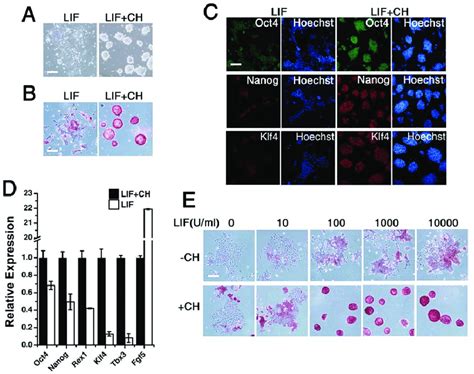 LIF Maintains B6 ES Cell Self Renewal In The Presence Of CHIR99021 A