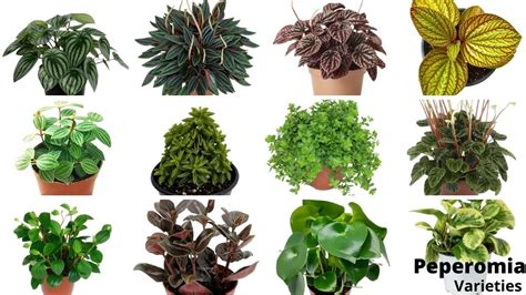 41 Stunning Peperomia Varieties You Will Love Best Peperomia Types